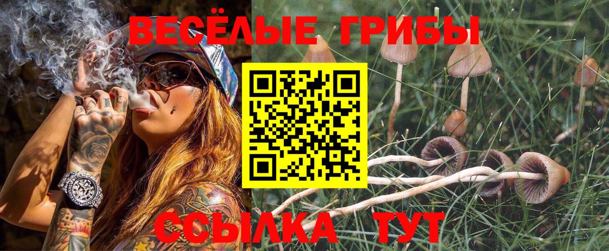 купить закладку  Псилоцибиновые грибы Psilocybe  Вход с VPN  Борзя 